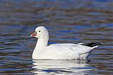 Ross's Goose